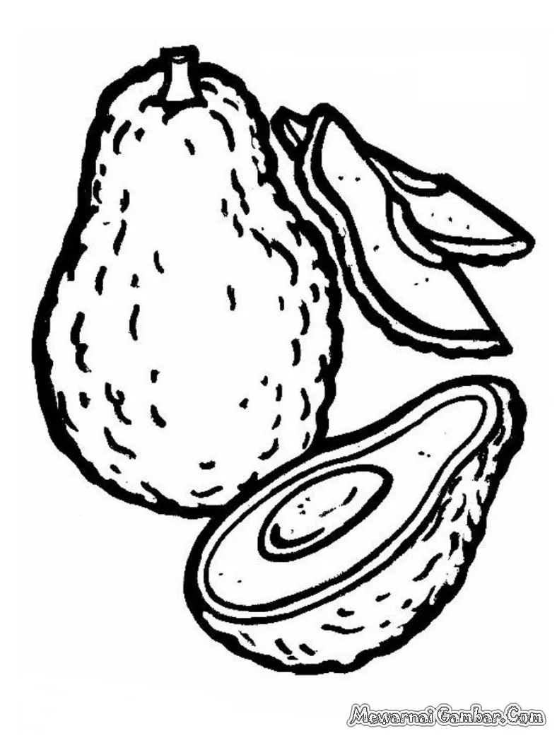 Gambar Mewarnai Buah Alpukat