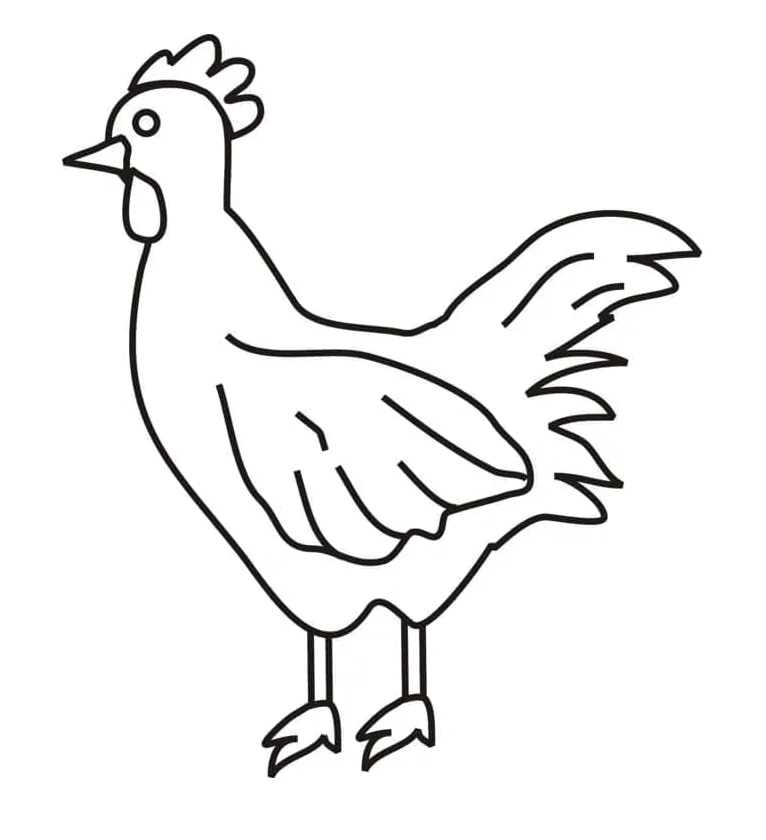 Ayam sederhana