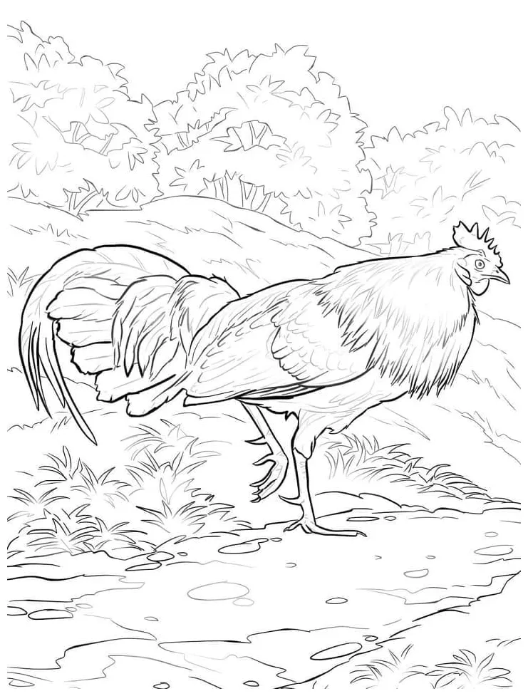Ayam hutan merah