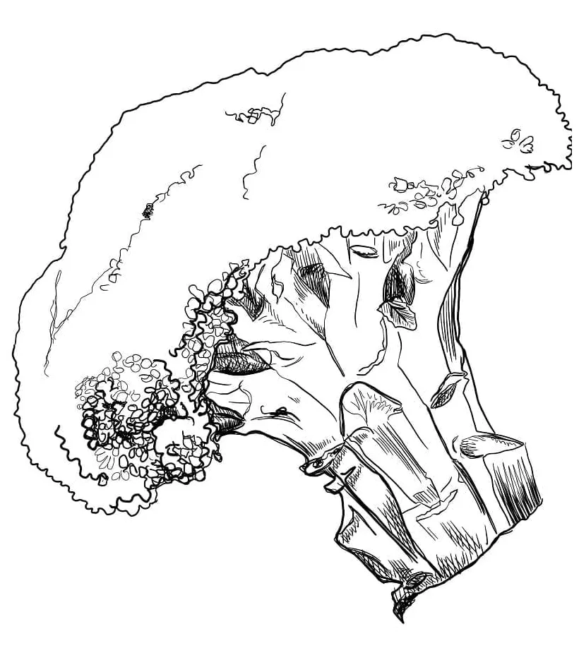 Menggambar Brokoli