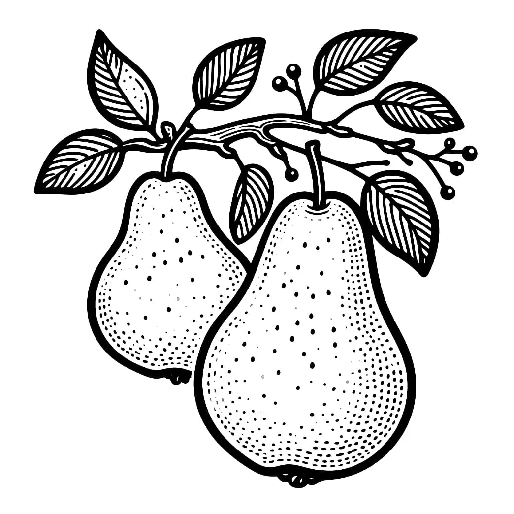 Buah pir