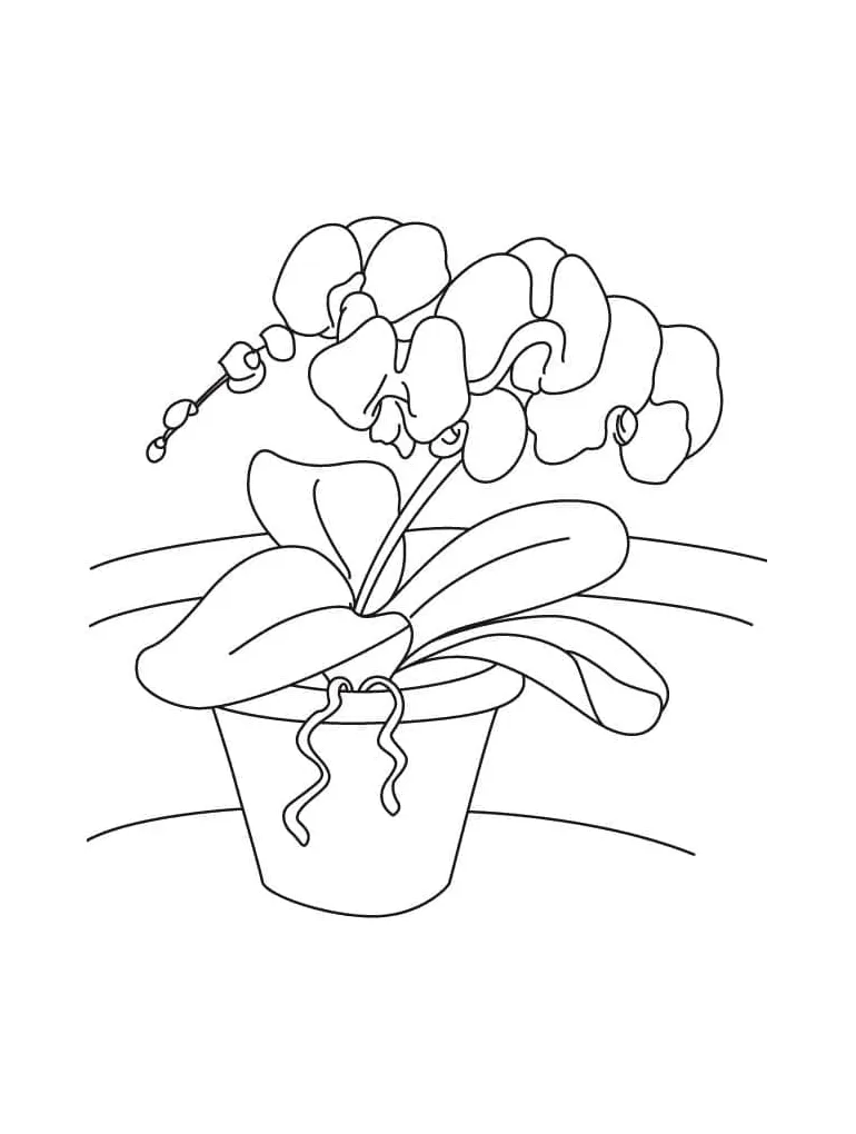 Anggrek dalam pot