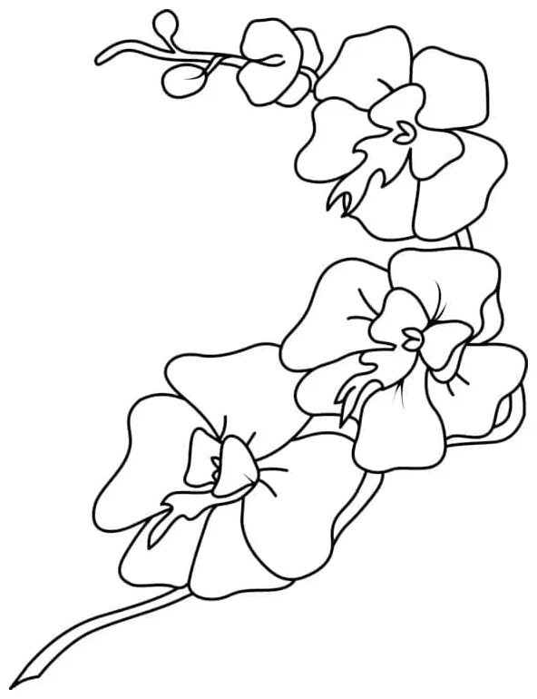 Anggrek mewah