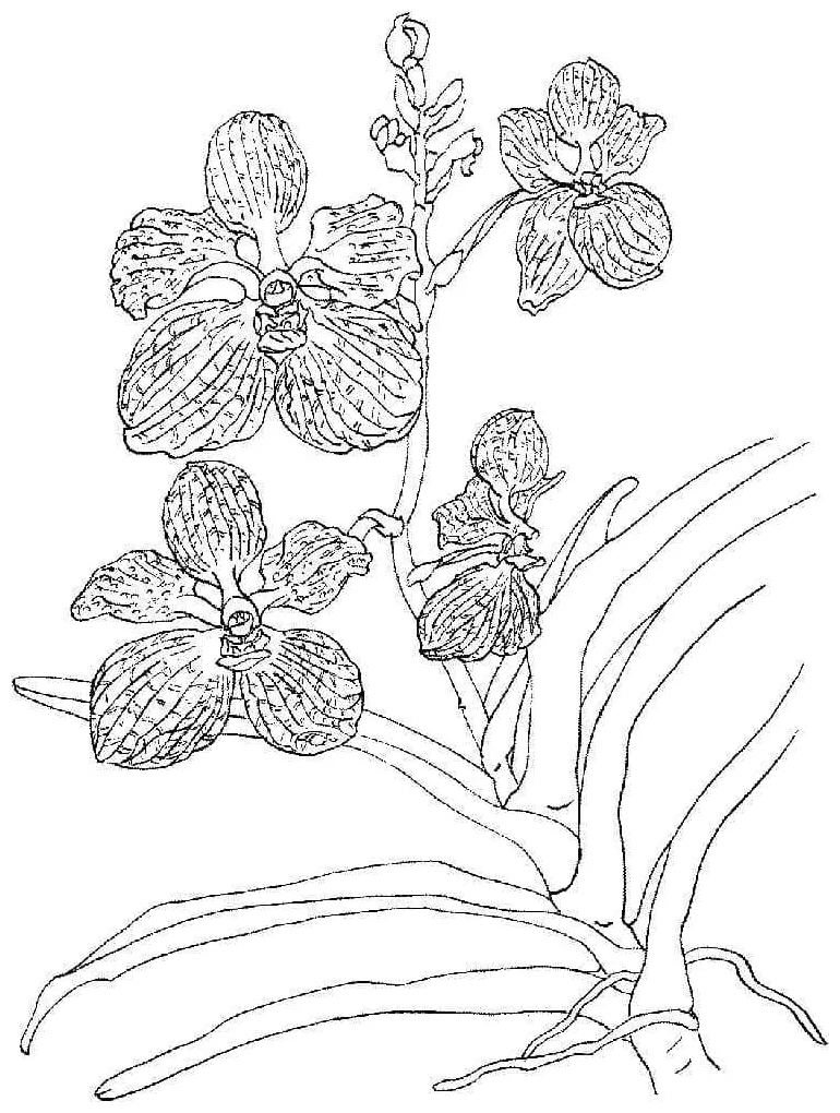 Gambar mewarnai Bunga anggrek yang bagus siap cetak