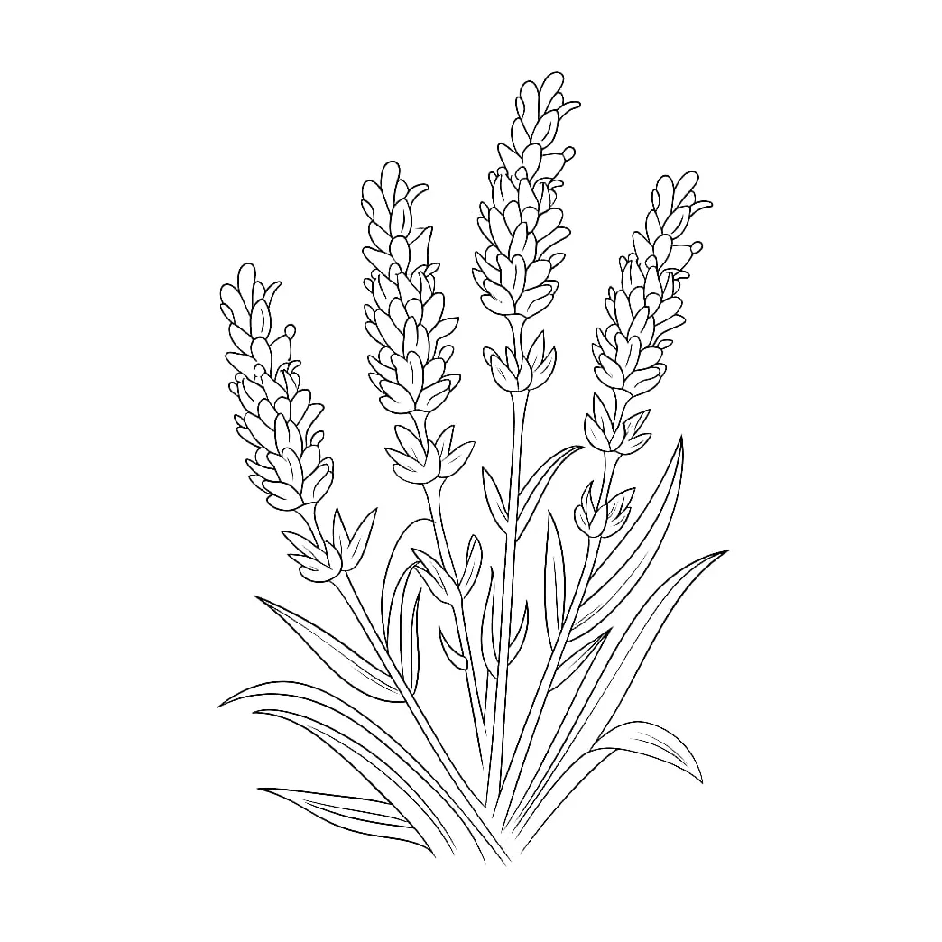 Bunga lavender
