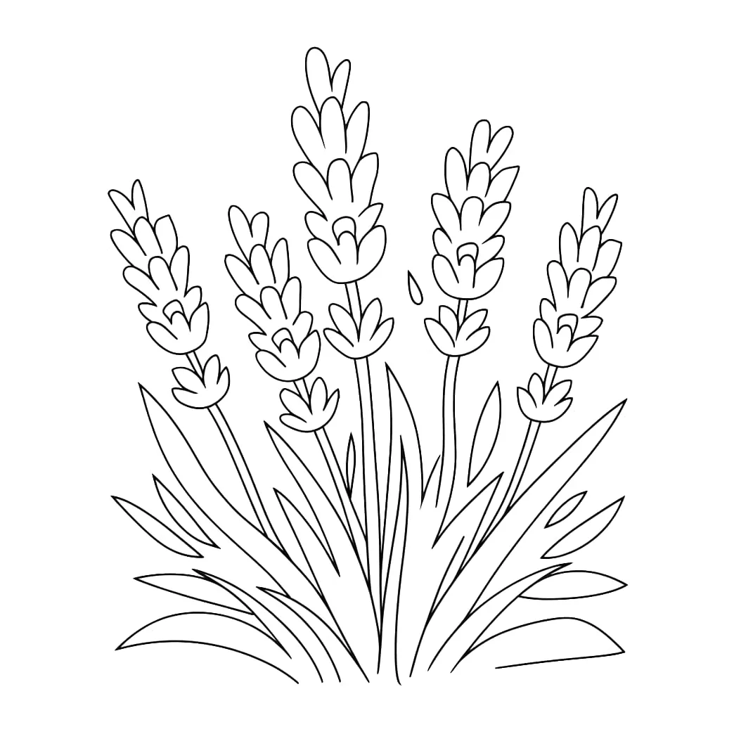 Sekelompok bunga lavender