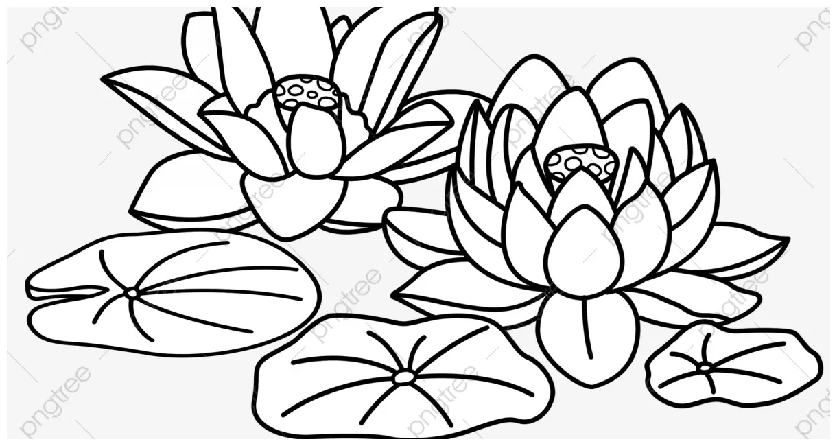 Gambar mewarnai Mewarnai kolam bunga teratai mewarnai kolam bunga teratai tanaman riset siap cetak
