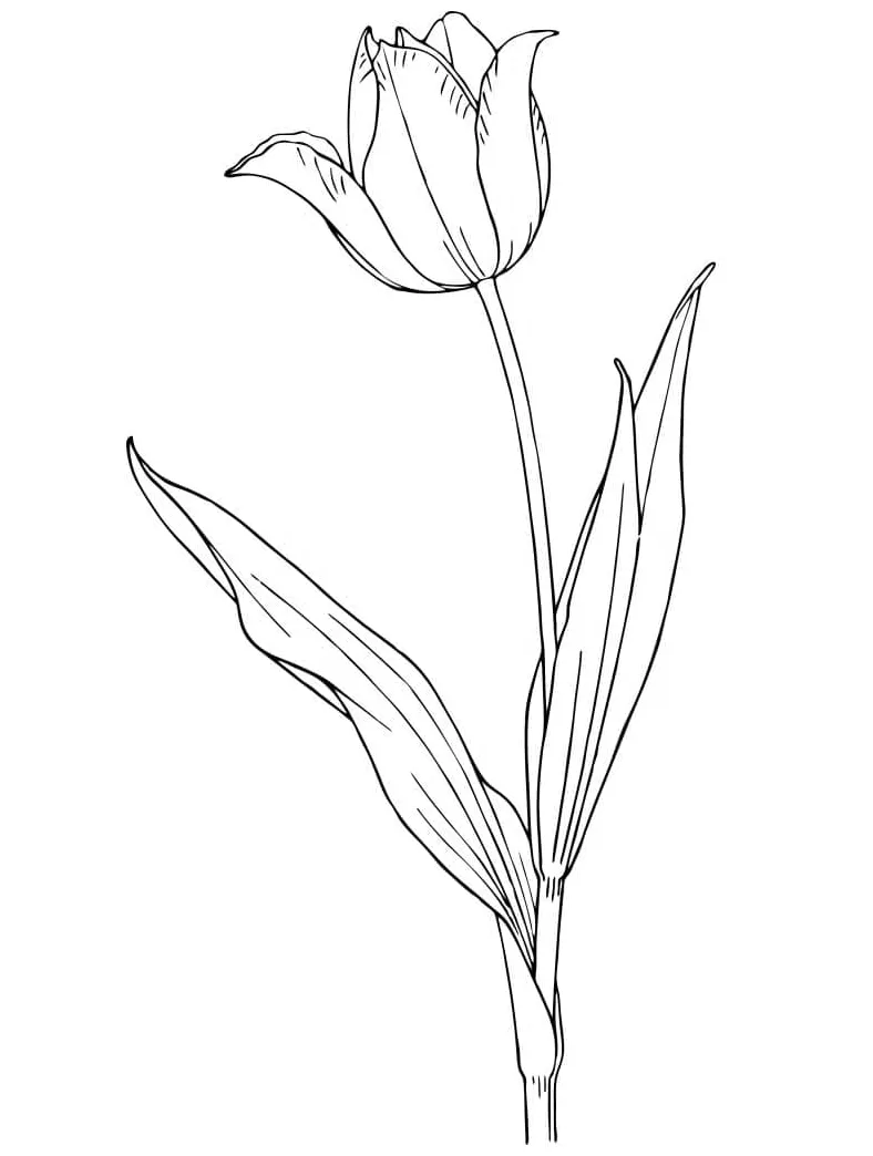 Bunga tulip yang indah