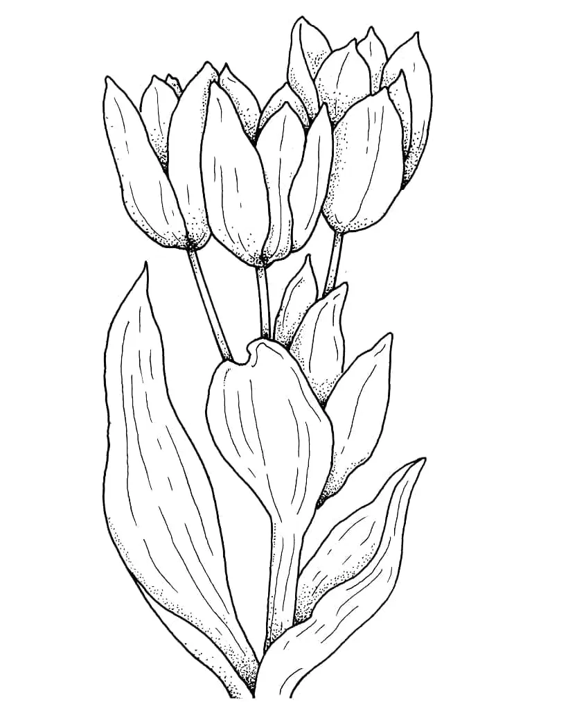 Tulip Gratis Dapat Dicetak