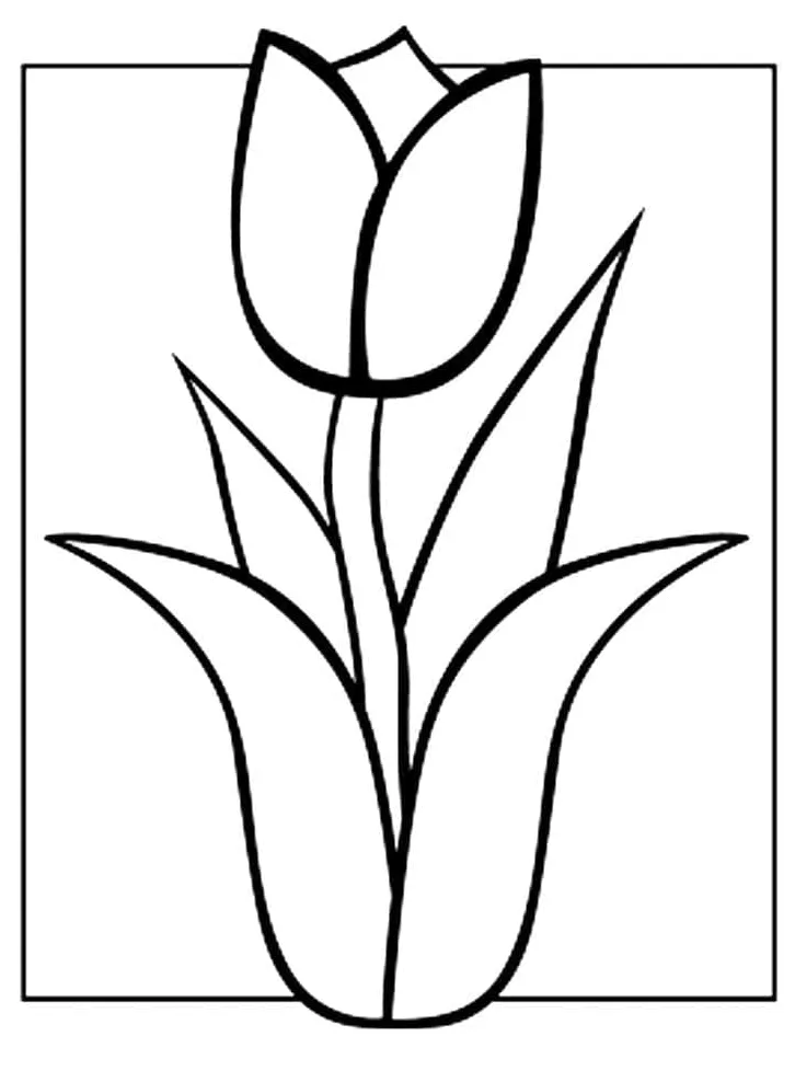 Tulip gratis