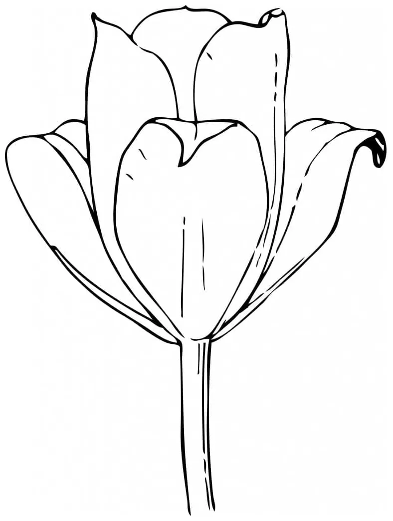 Gambar mewarnai Tulip mekar siap cetak