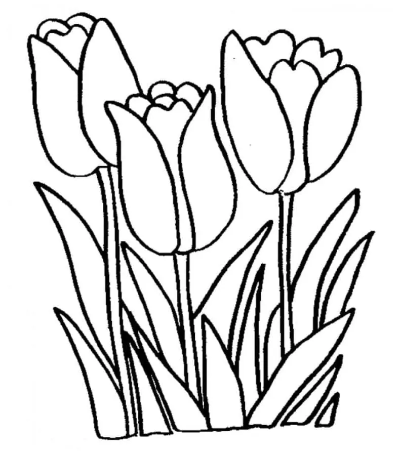 Bunga tulip 1