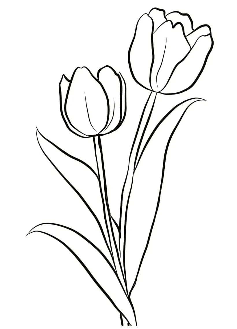 Tulip gratis