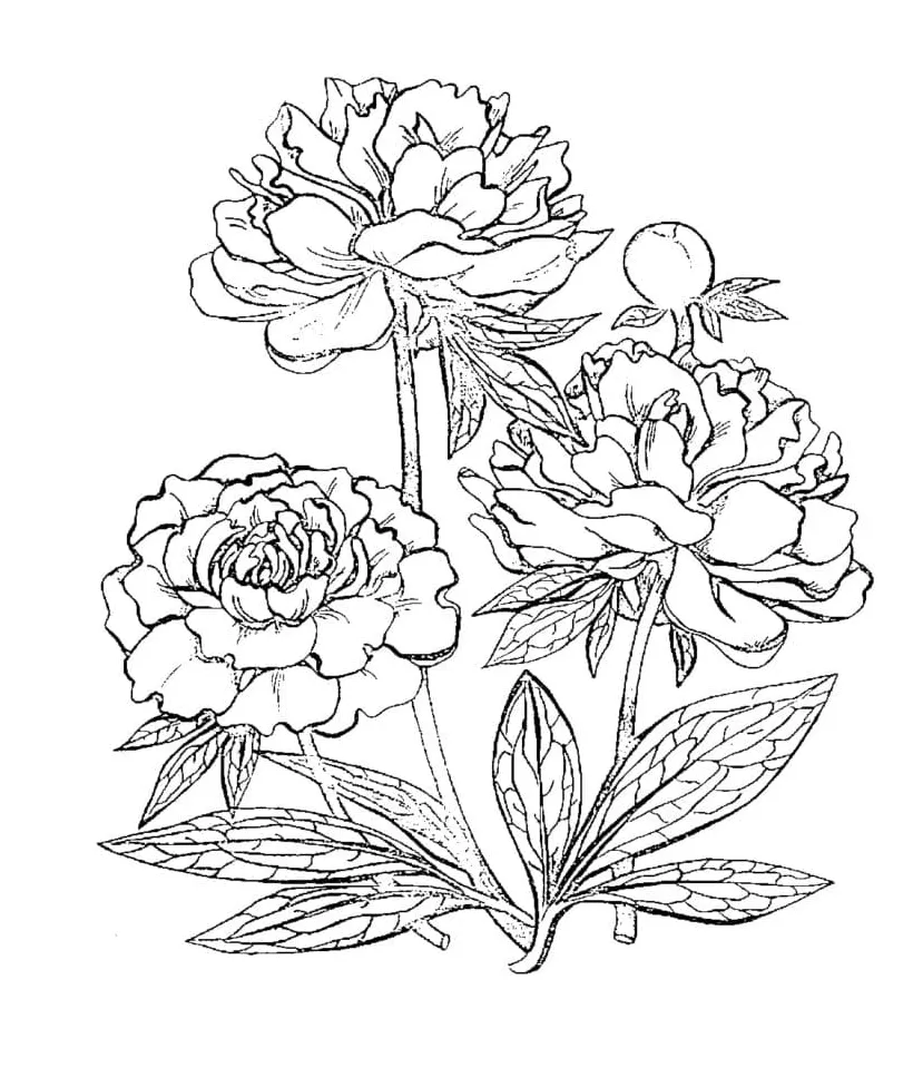 Gambar mewarnai Tiga bunga peony siap cetak