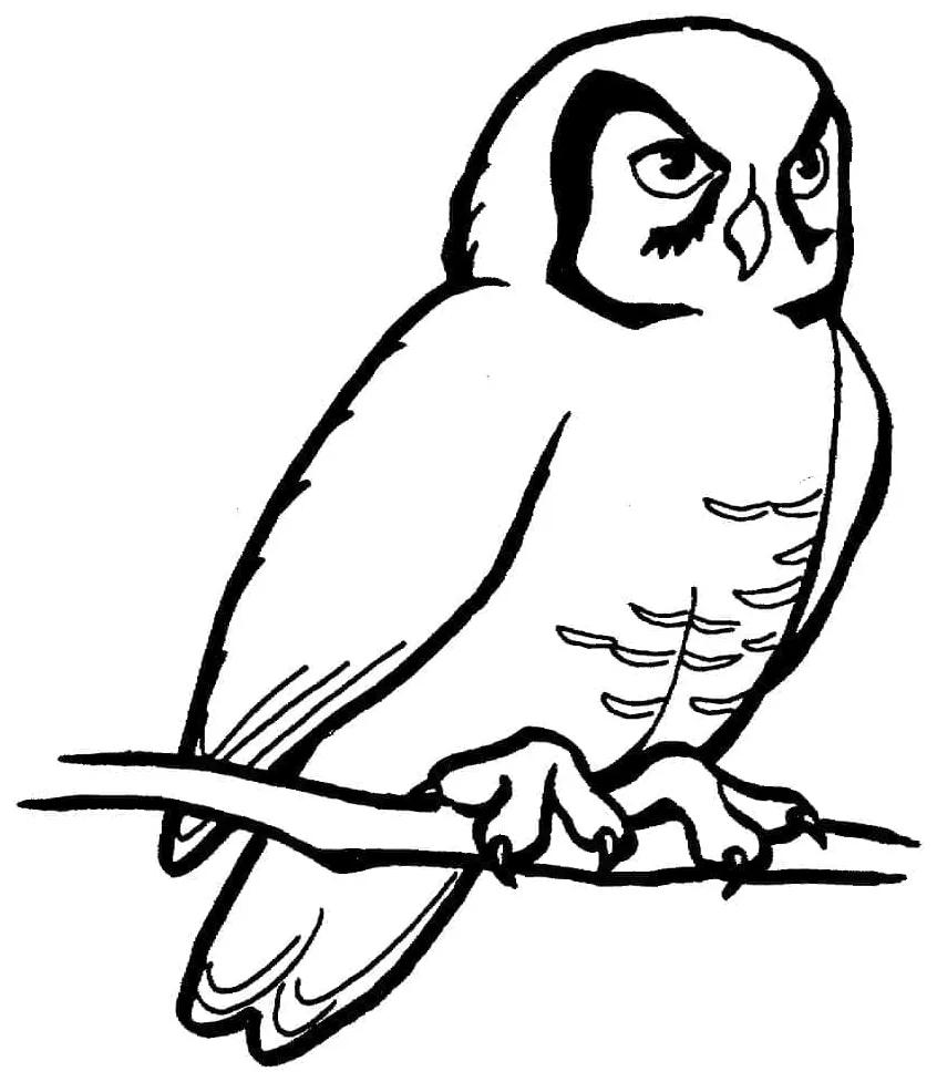 Burung hantu di cabang