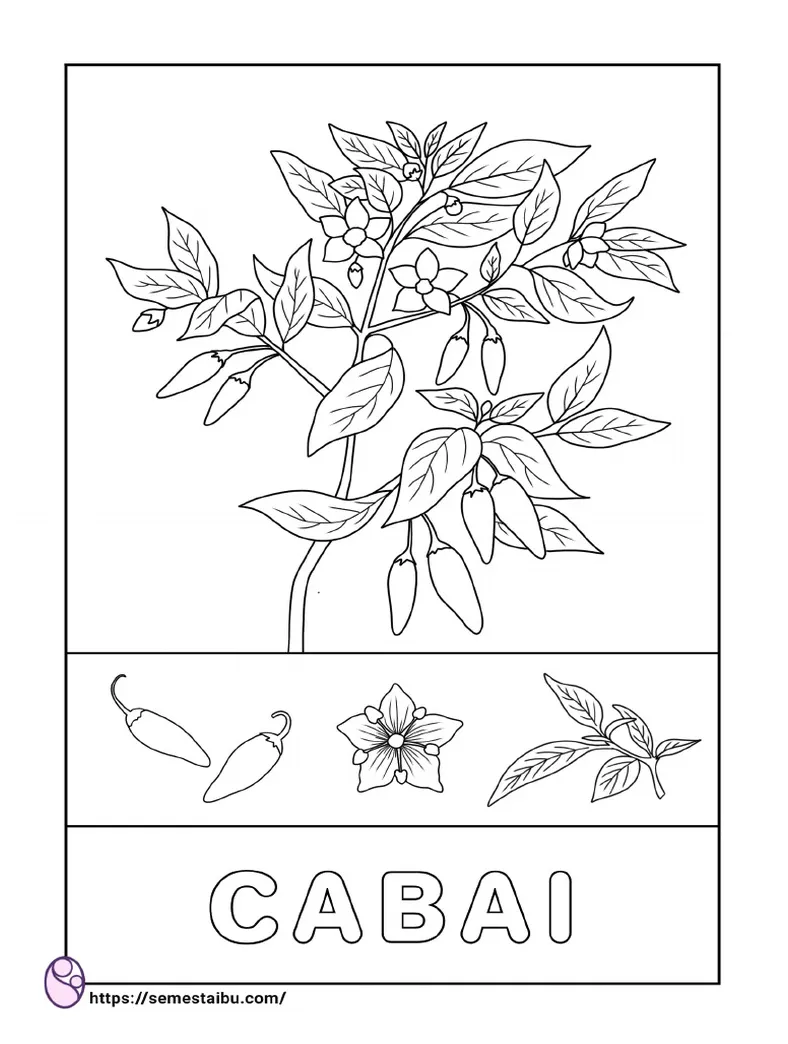 Gambar mewarnai tanaman cabai pdf