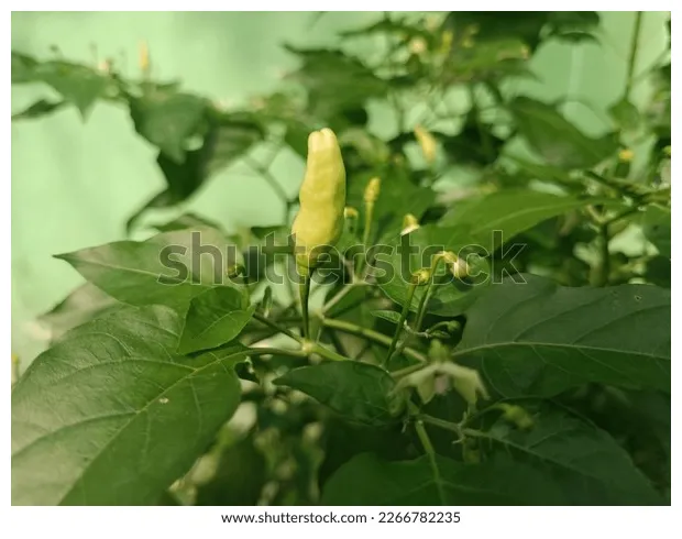 Kebun cabai over 1 royalty-free licensable stock illustrations