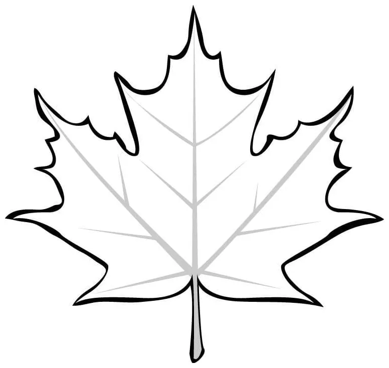 Daun maple 5