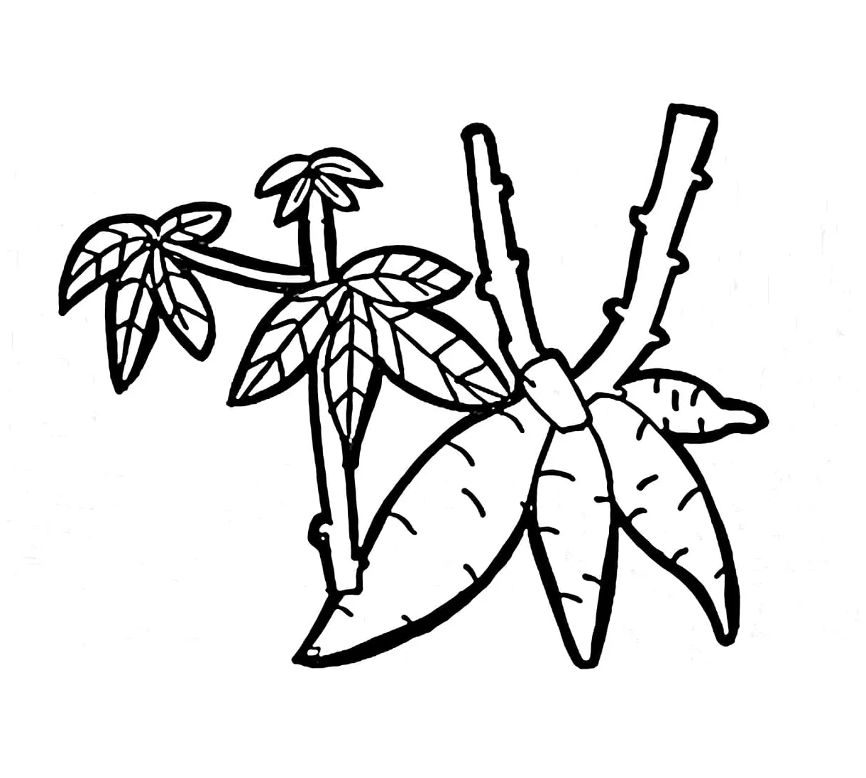 Pohon singkong