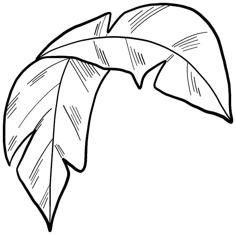 Daun palem 6