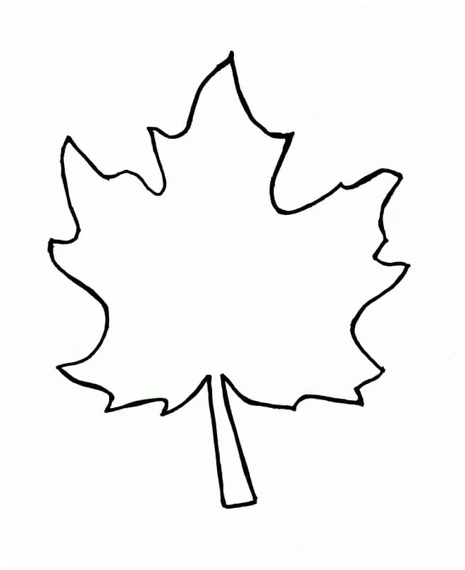 Daun maple 4