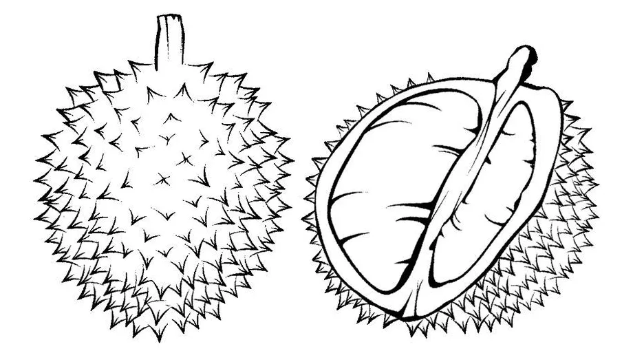 √ kumpulan gambar mewarnai buah durian anak tk