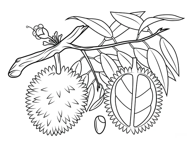 √ kumpulan gambar mewarnai buah durian anak tk