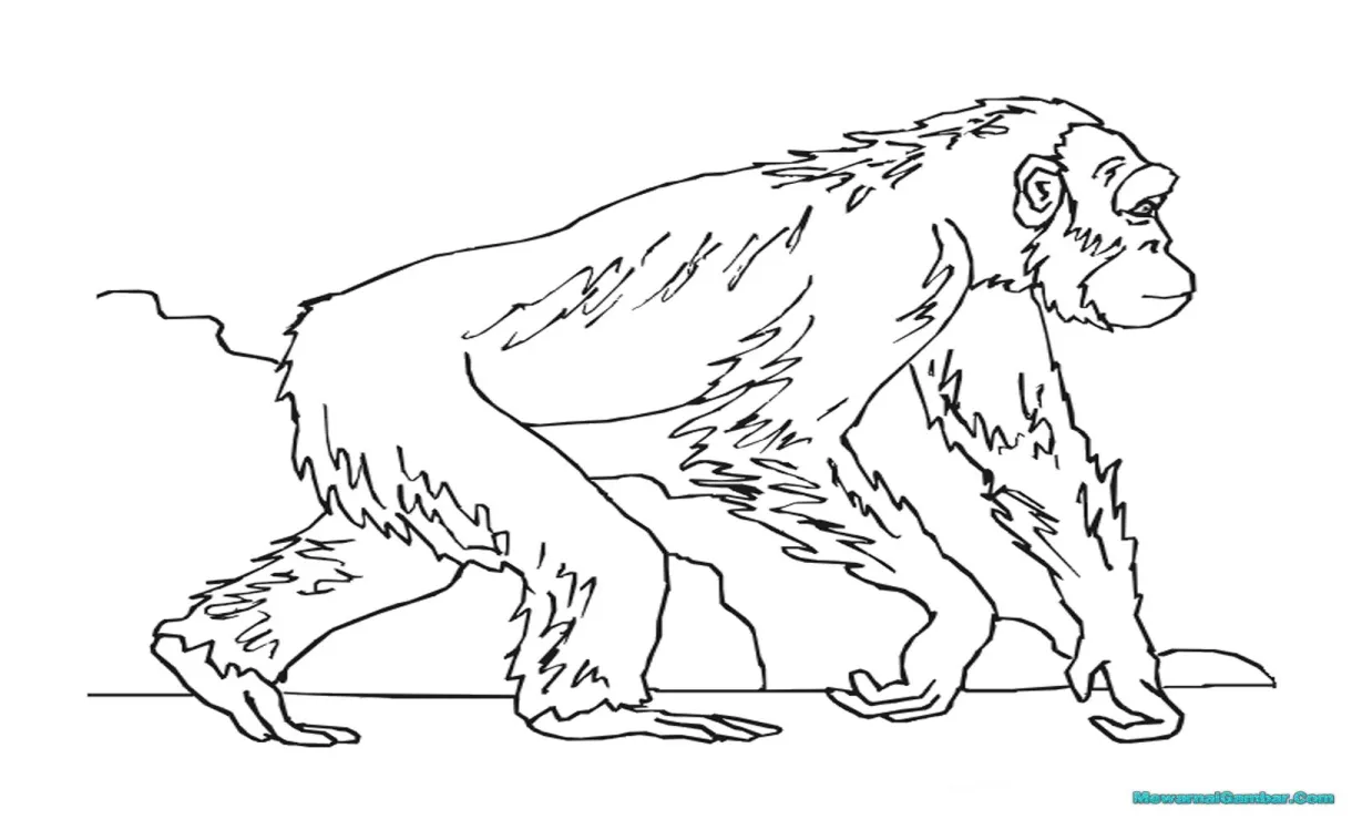 Mewarnai gambar gorila mewarnai gambar
