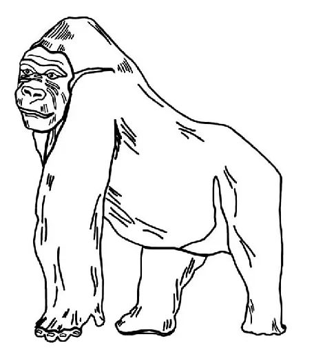 Gambar Gorila