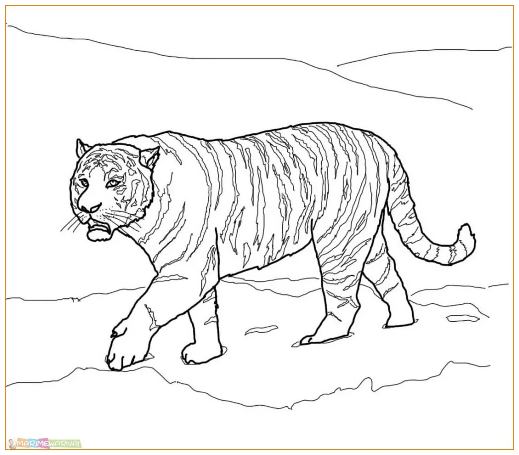 √20+ mewarnai gambar harimau untuk tk, paud, sd marimewarnai