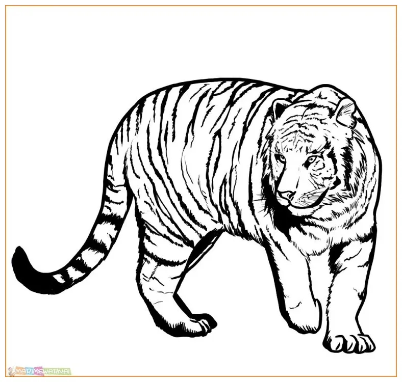 √20+ mewarnai gambar harimau untuk tk, paud, sd marimewarnai