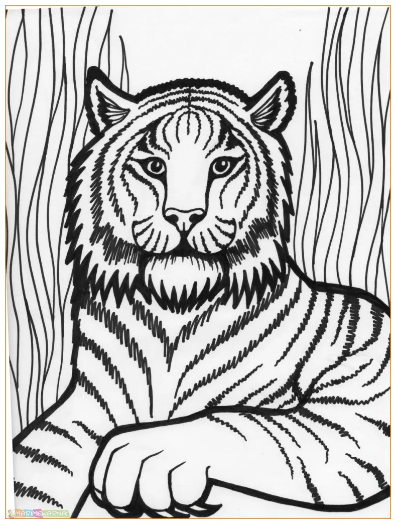 √20+ mewarnai gambar harimau untuk tk, paud, sd marimewarnai