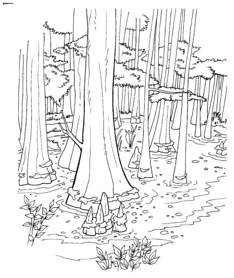 Pohon raksasa di hutan