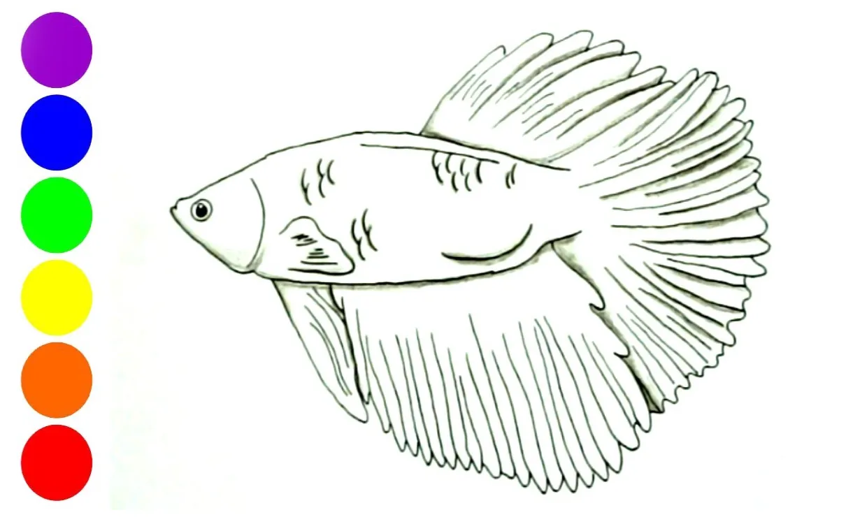 Gambar ikan cupang mewarnai gambar ikan cupang untuk mewarnai