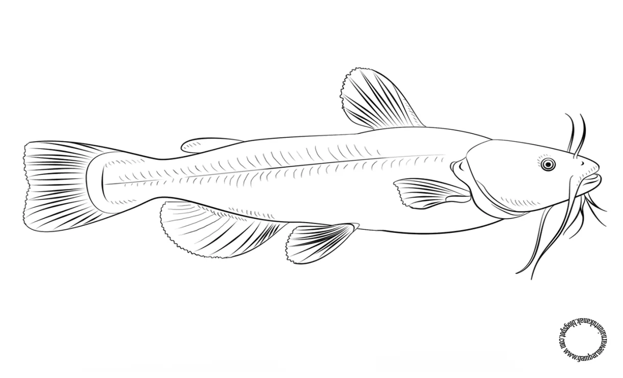 Gambar ikan cupang mewarnai
