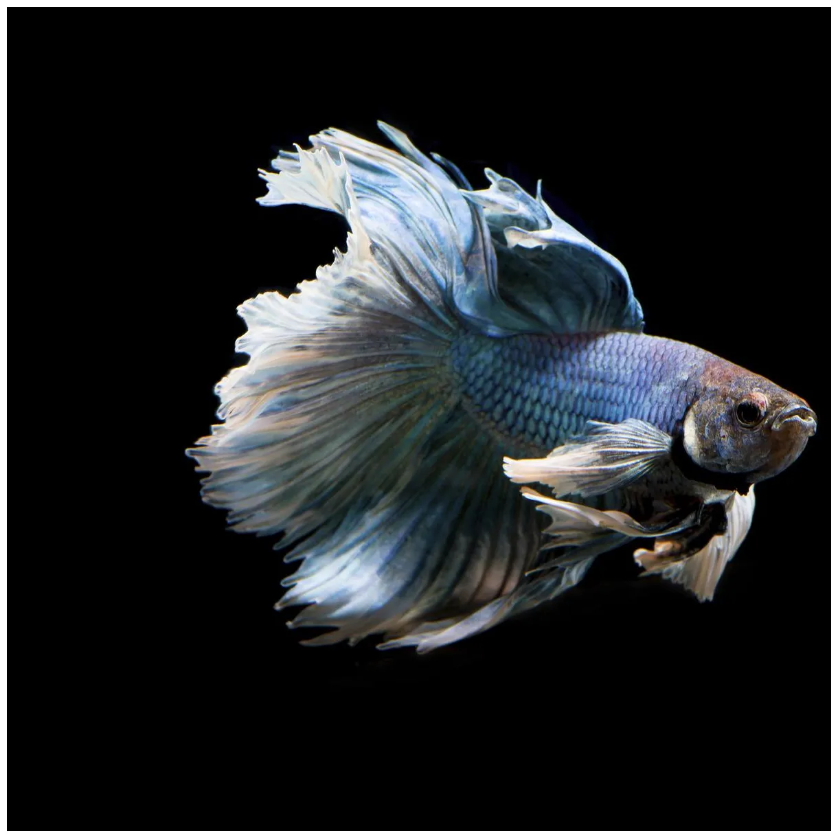 Detail mewarnai gambar ikan cupang koleksi nomer 26