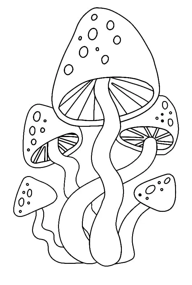 Sekelompok jamur ajaib