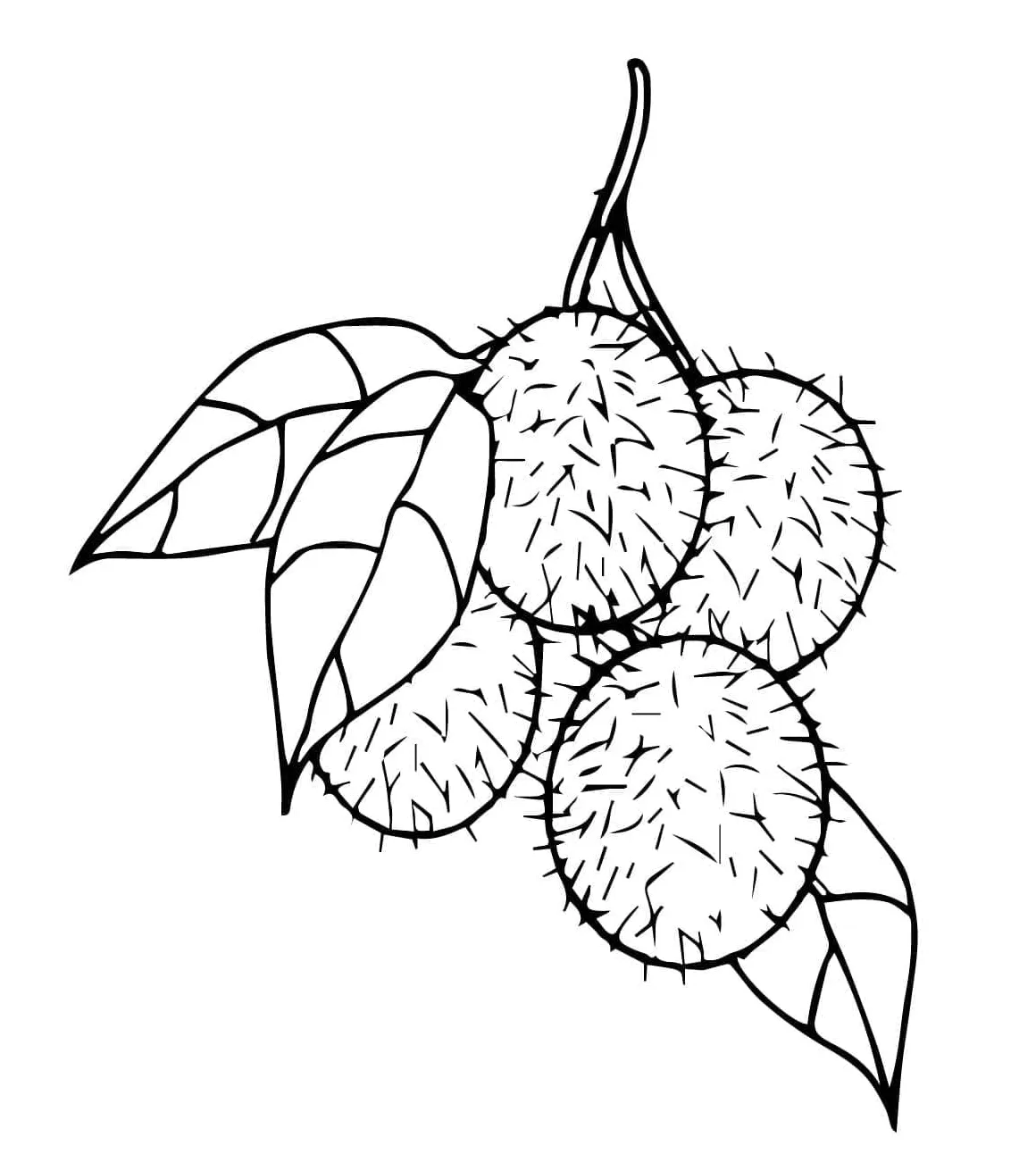 Buah Rambutan