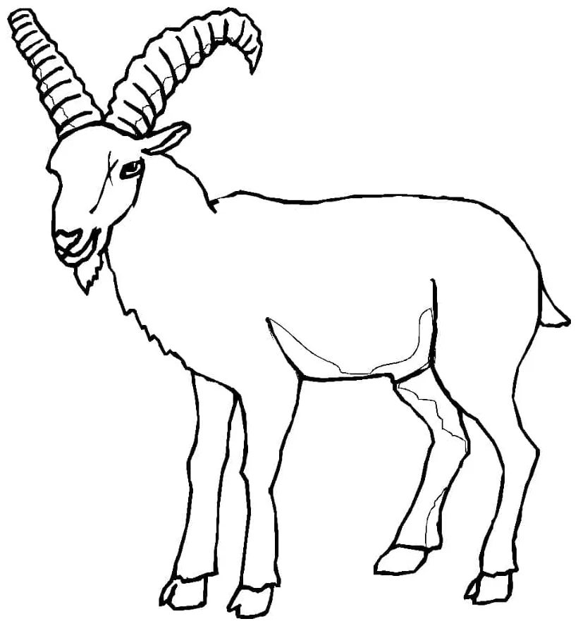 Kambing untuk kanak-kanak