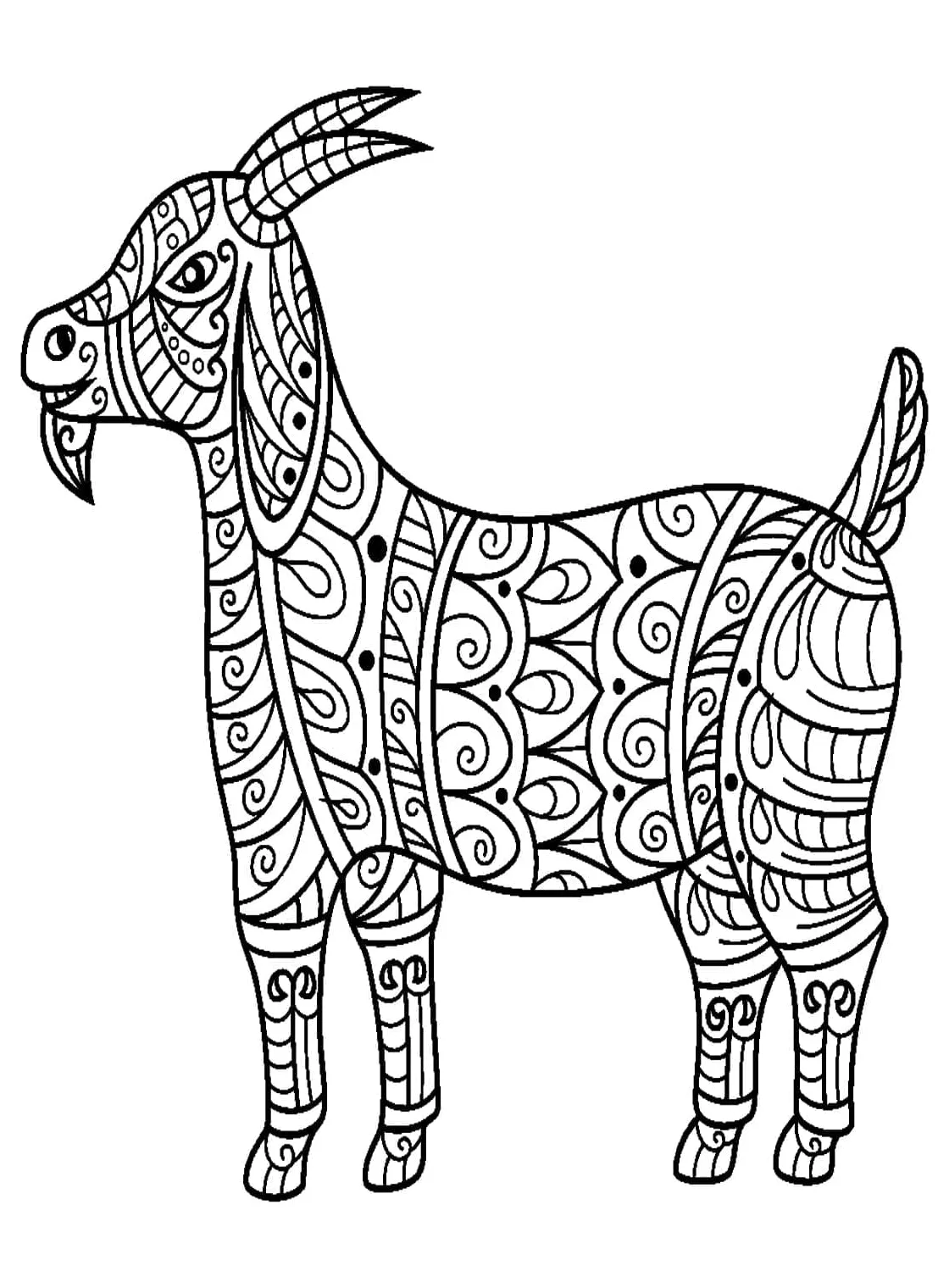 Kambing untuk dewasa
