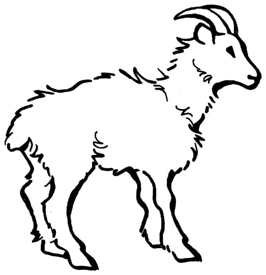 Kambing biasa