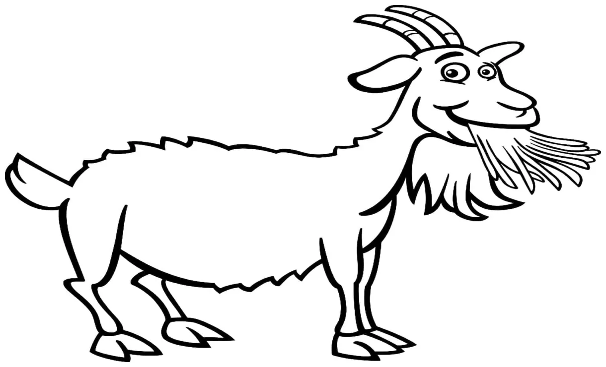 Kambing sedang makan rumput