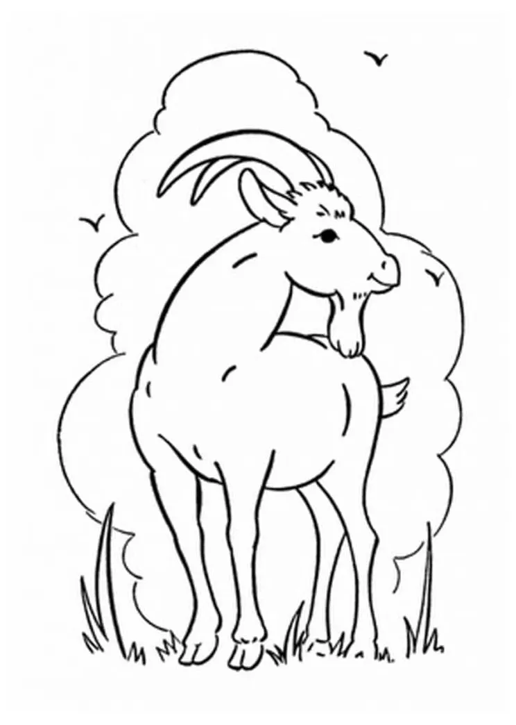 Kambing kecil