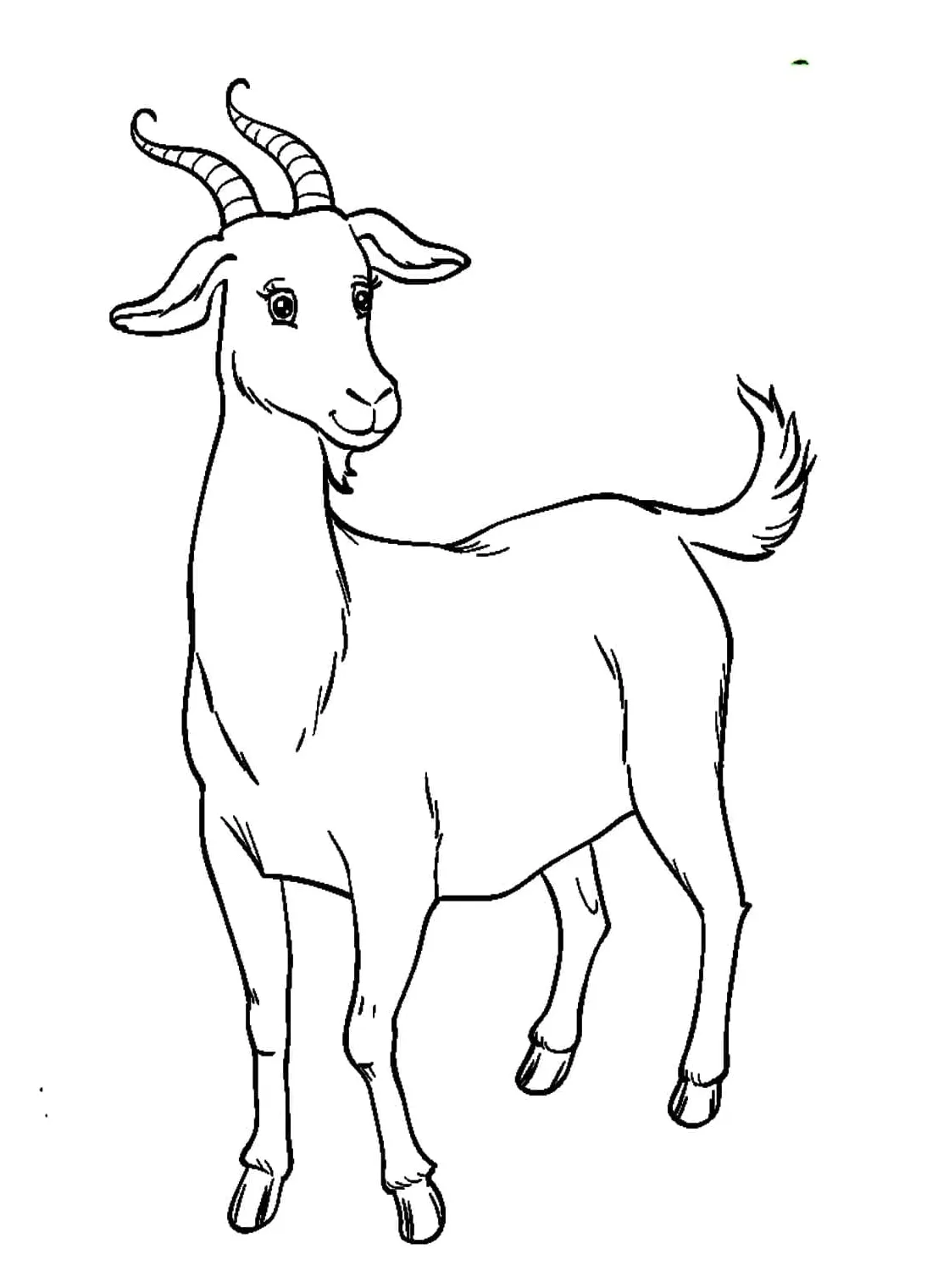 Kambing cantik