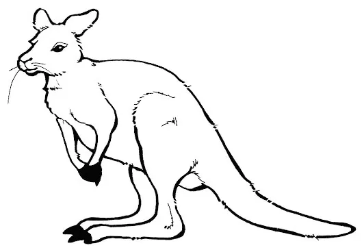 Kanguru sederhana