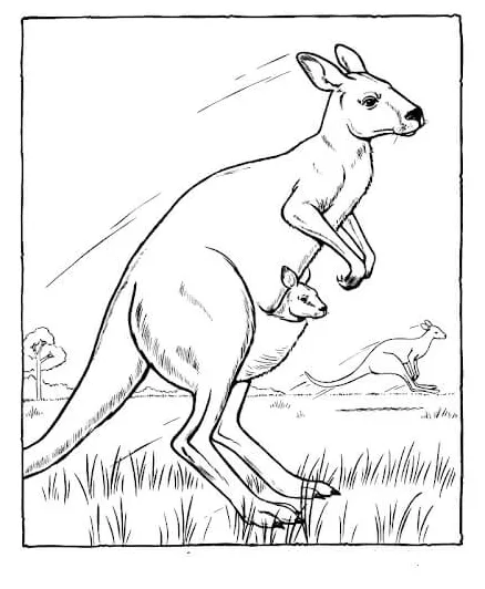 Tiga kanguru di australia