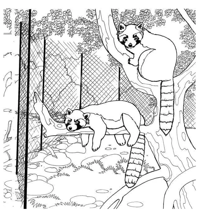 Panda merah di kebun binatang