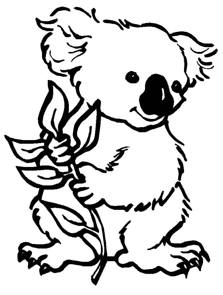 Bayi koala