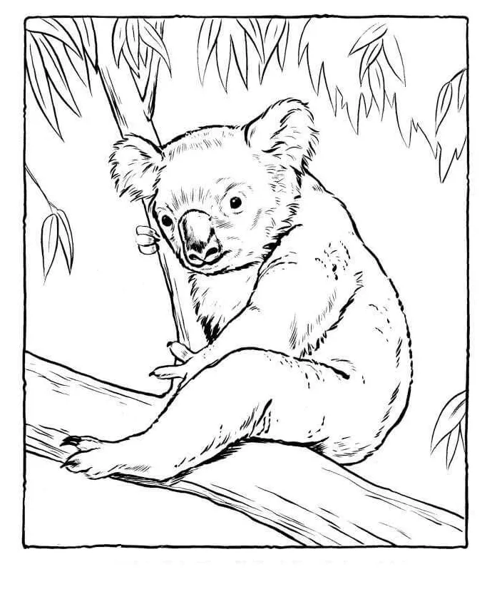 Koala duduk di pohon