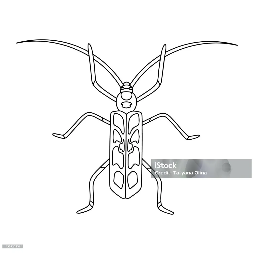 Buku serangga ilustrasi vektor linear kumbang barbel